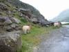 Irland pur!