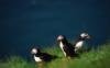 Der Wappenvogel Islands, der Papageientaucher, ist an vielen Vogelfelsen rund um die Insel zahlreich anzutreffen