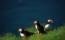 Der Wappenvogel Islands, der Papageientaucher, ist an vielen Vogelfelsen rund um die Insel zahlreich anzutreffen
