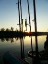 Gib Gummi auf Ebro-Zander.