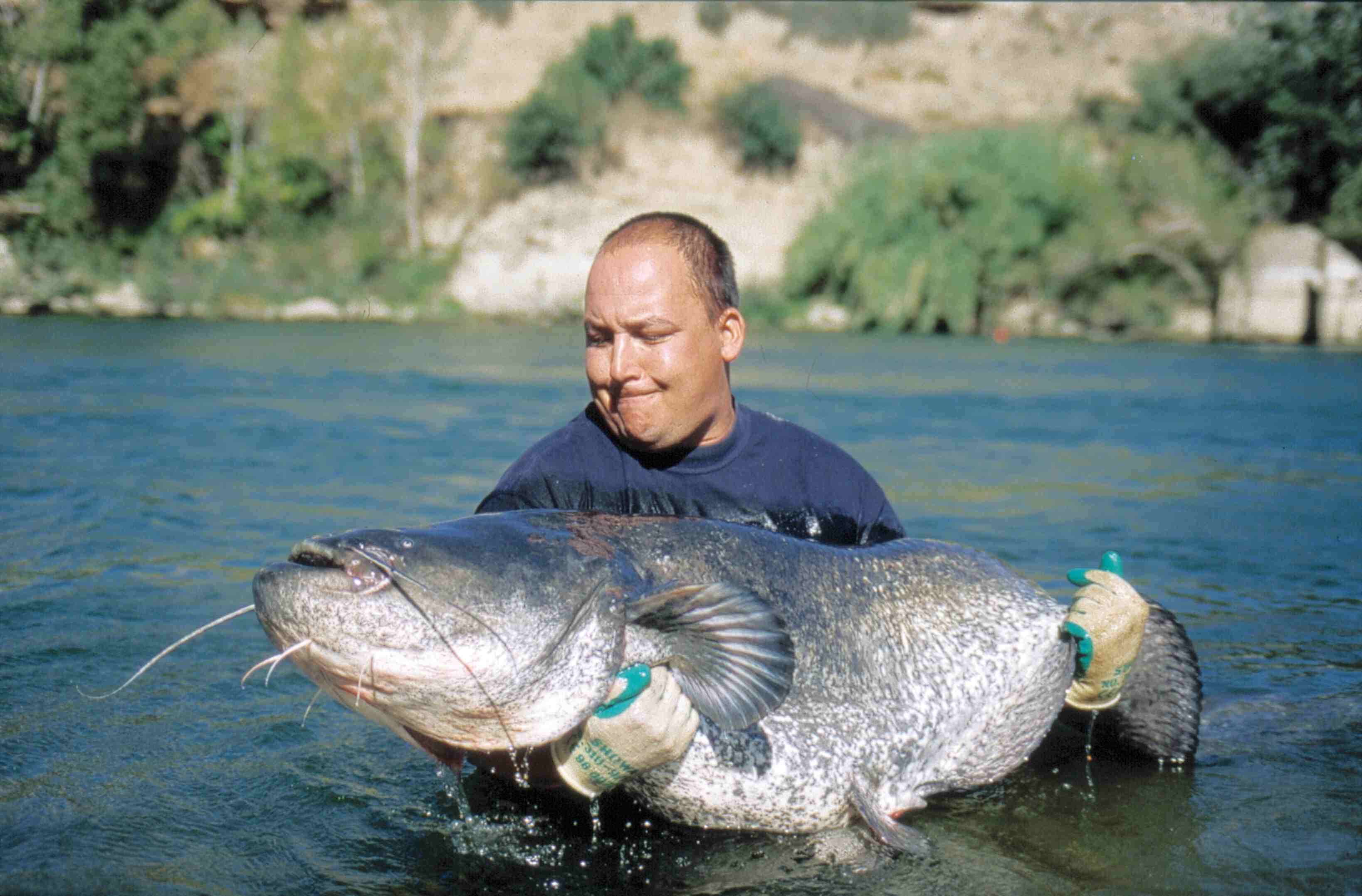 Der Ebro bei Riba-roja ist die Heimat einiger Waller-Riesen über 2,00 Meter Länge.