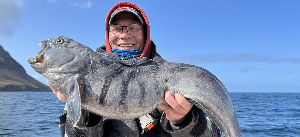 Steinbeißer bei einer Ausfahrt vor Sudureyri auf Island. Steinbeißer bei einer Ausfahrt vor Sudureyri auf Island.