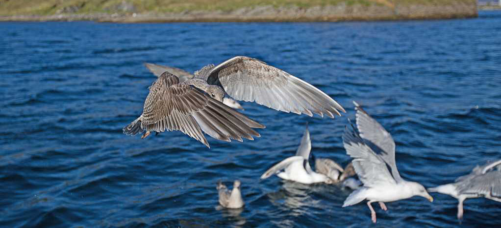 Möwen im Norden. Möwen im Norden.