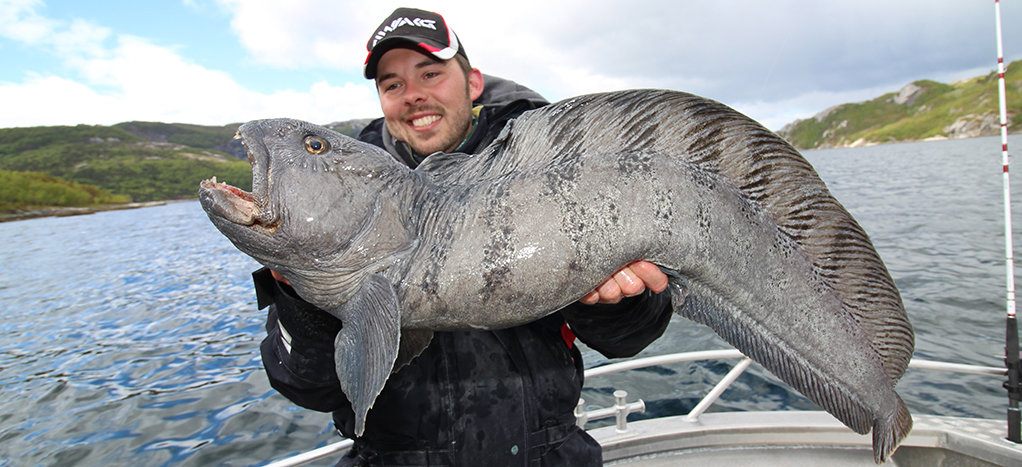 Fetter Steinbeißer bei Bodø. Fetter Steinbeißer bei Bodø.