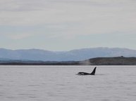 Orcas im Fjord