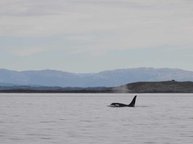 Orcas im Fjord Orcas im Fjord