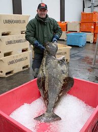 Guide Robert mit Heilbutt von 34kg und 1,35m in Sudureyri