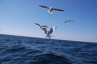 4. Tag: Ständige Begleiter beim Fischen auf dem Meer 4. Tag: Ständige Begleiter beim Fischen auf dem Meer