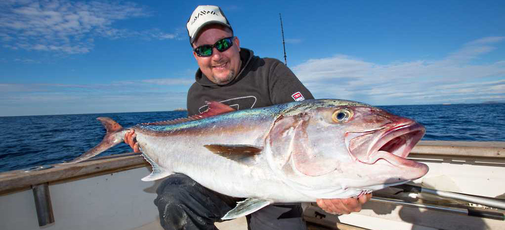 Amberjack aus der Adria in Kroatien.