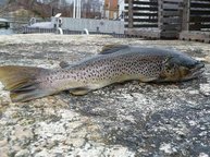 3. Tag: Die einzige Meerforelle des Tages 3. Tag: Die einzige Meerforelle des Tages