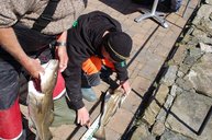 5. Tag: Messen und Wiegen der Fische 5. Tag: Messen und Wiegen der Fische