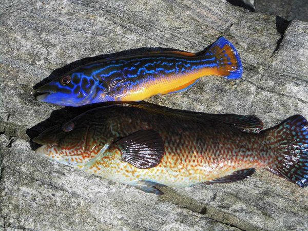 4. Tag: Lippfische auf Naturköder aus einer geschützten Bucht