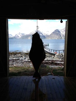 73 Kilo, 1,85 Meter Länge vor den Lyngen Alpen 73 Kilo, 1,85 Meter Länge vor den Lyngen Alpen