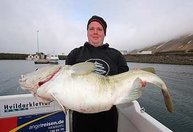 Kapitaler Dorsch jenseits der 20kg Marke aus Sudureyri im Mai 2009
