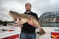 Ein weiterer Kapitaler Dorsch von 17 kg aus Flateyri