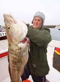Einer der zahlreichen Dorsche 20kg+, die von unseren Gästen im Mai 2009 bereits gefangen wurden