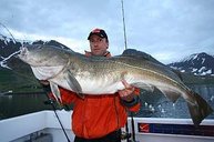 Ein weiterer gigantischer Dorsch aus Flateyri Anfang Juni 2008