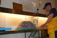 3. Tag: Lohn der Arbeit - Köhlerfilets 3. Tag: Lohn der Arbeit - Köhlerfilets