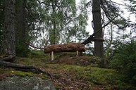 Ein Elch aus Holz im Wald