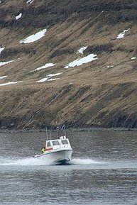 Ein Boot kehrt zurück nach erfolgreicher Fangfahrt