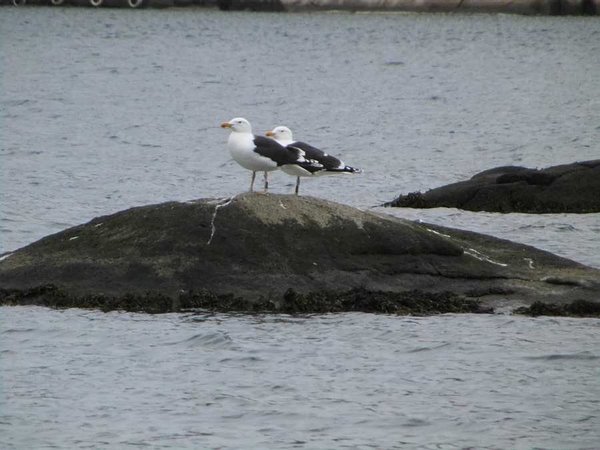 6. Tag: „Sag mal, warum schmeißen die heute keine Fischabfälle ins Wasser??“