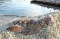 4. Tag: Plattfische waren einer der Hauptfänge des heutigen Tages 4. Tag: Plattfische waren einer der Hauptfänge des heutigen Tages