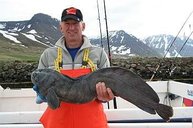 Kapitale Steinbeisser werden häufig vor Flateyri und Sudureyri gefangen