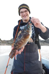 1. Tag: Der erste Fisch des Tages – Lippfisch 1. Tag: Der erste Fisch des Tages – Lippfisch