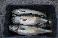 6. Tag: Fischkiste mit einigen 4 kg-Pollack