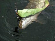 Gummifische sind hier im Numedaslågen immer eine gute Wahl