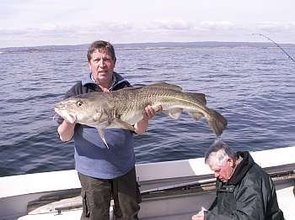 Südnorwegen Dorsch 13 kg