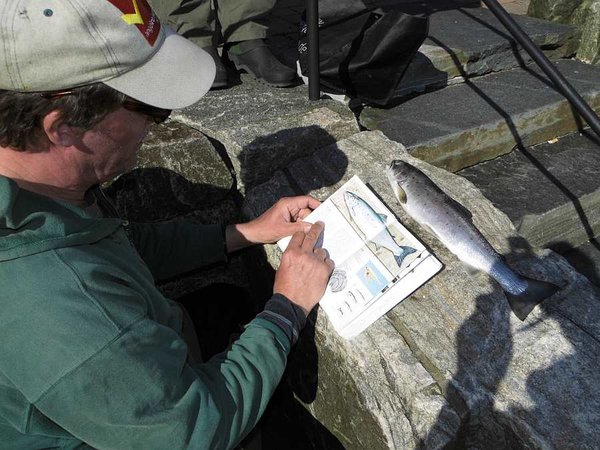 4. Tag: Fischbestimmung.. Lachs oder Meerforelle? hier war das nicht ganz eindeutig