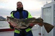 Dorsch von 34 Pfund aus Flateyri im Mai 2008