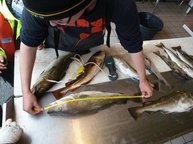 7. Tag: Die letzten Fische der Woche werden vermessen 7. Tag: Die letzten Fische der Woche werden vermessen