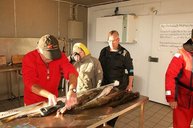 2. Tag: Die Fische wurden gemessen und gewogen