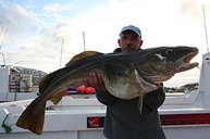 ******* 19 kg aus Flateyri ***** Mai 2008 *******