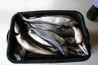 7. Tag: Wieder kistenweise Köhler 7. Tag: Wieder kistenweise Köhler