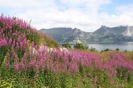 Überall blühen diese Sommerblumen