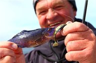 3. Tag: Horst Hennings mit farbenfrohem Beifang, einem Lippfisch
