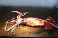 1. Tag: Der Fang des Tages: ein Kalmar, ca. 60 cm lang