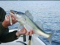 Gummifische sind an der Glomma der beste Zanderköder