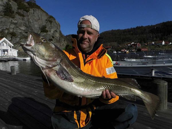 2. Tag: Michael mit dem Fisch des Tages – Dorsch 95 cm, 6,5 kg