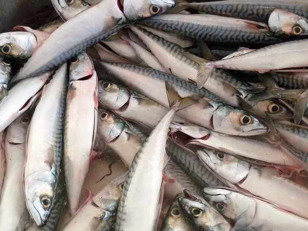 6. Tag: Eine sinnvolle Alternative heute – Makrelen satt