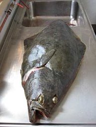 Was für ein schöner Fisch..