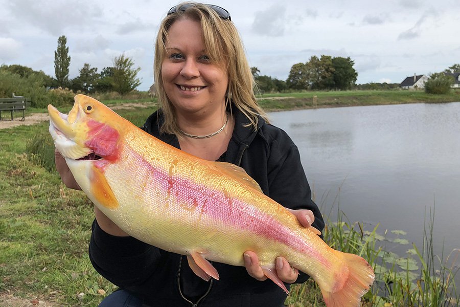 Eine schöne Goldforelle aus dem Forellensee Langelands Lystfiskersø.