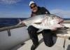 Solche Amberjacks sind neben Thunfischen vor Dugi Otok möglich.