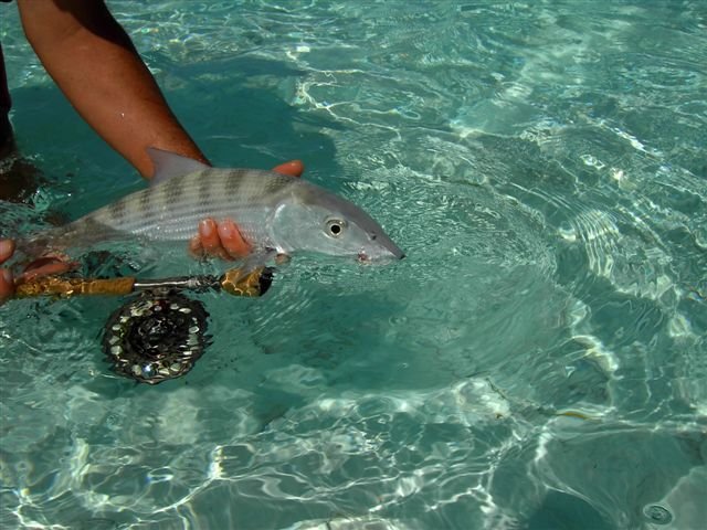 Bonefish und Fliegenrute. Foto: Thomas Michael