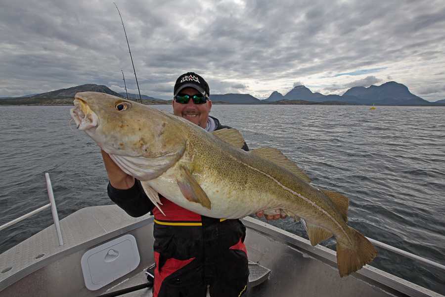 Hier ein 15 Kilo Dorsch aus der Trondheimsleia. Hier ein 15 Kilo Dorsch aus der Trondheimsleia.