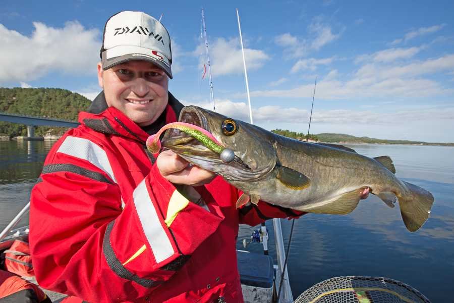 Schöne Pollack gibts nur 3 Bootsminuten vom Haus entfernt. Schöne Pollack gibts nur 3 Bootsminuten vom Haus entfernt.