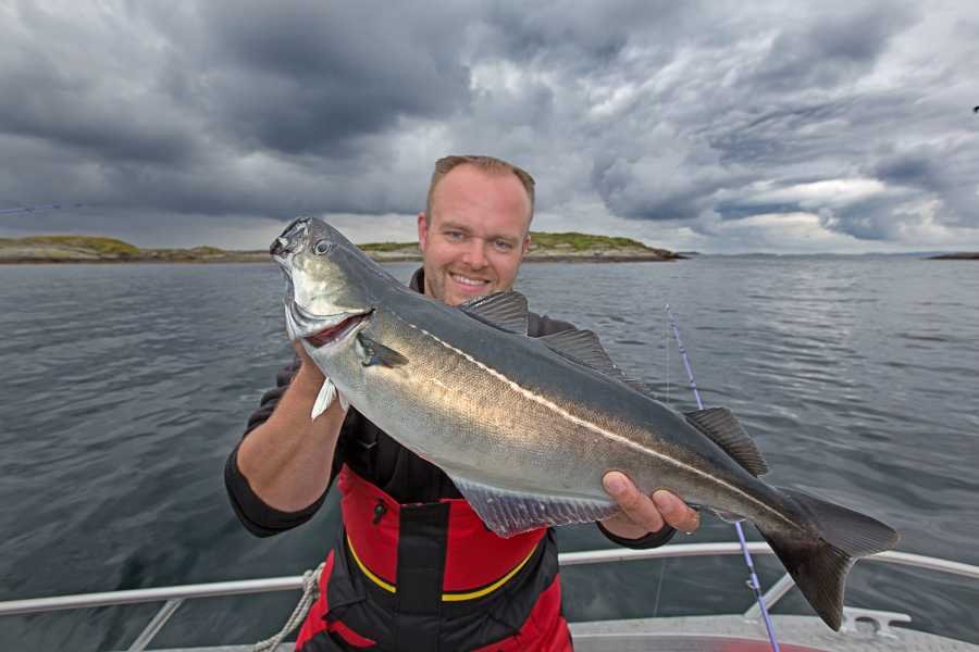 Köhler sind hier in rauen Mengen vorhanden. Köhler sind hier in rauen Mengen vorhanden.